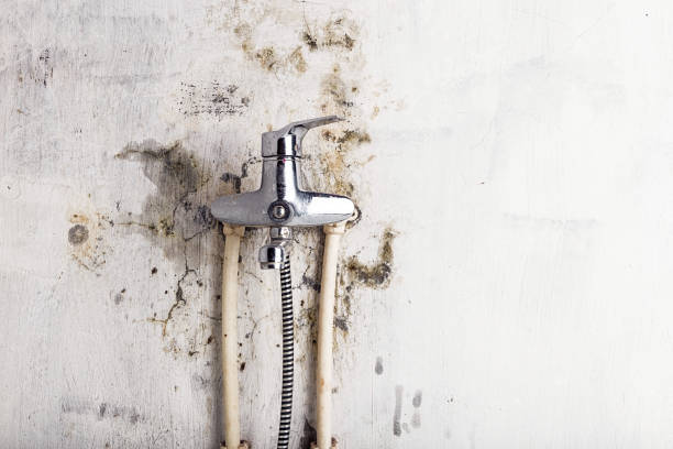 Professional Mold Remediation in Black Jack, MO