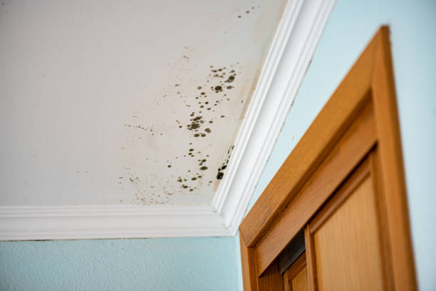 Best White Mold Remediation in Black Jack, MO
