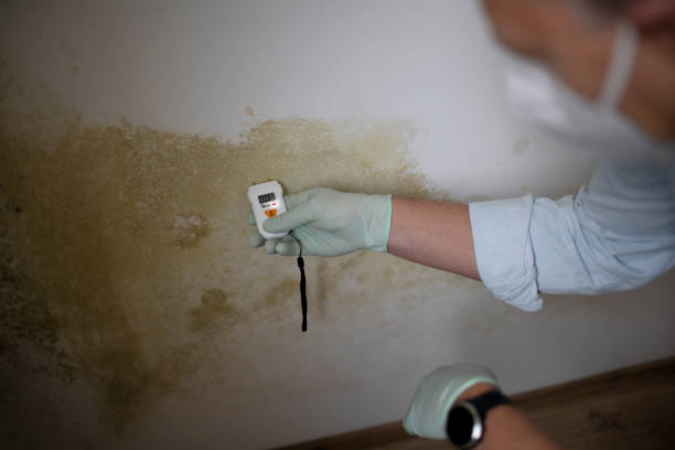 Best Health and Safety Mold Remediation in Black Jack, MO