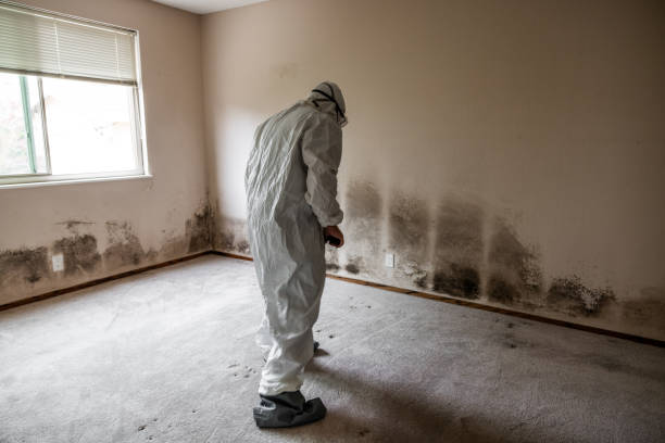 Best Post-Flood Mold Remediation in Black Jack, MO