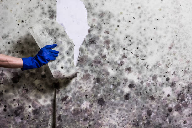 Best Insurance-Related Mold Remediation in Black Jack, MO